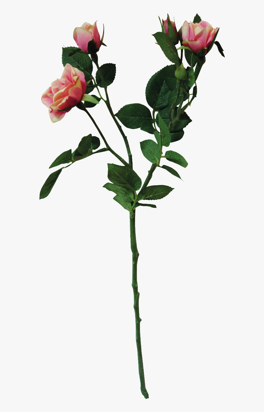 Ramo De Flores - Garden Roses, HD Png Download, Free Download