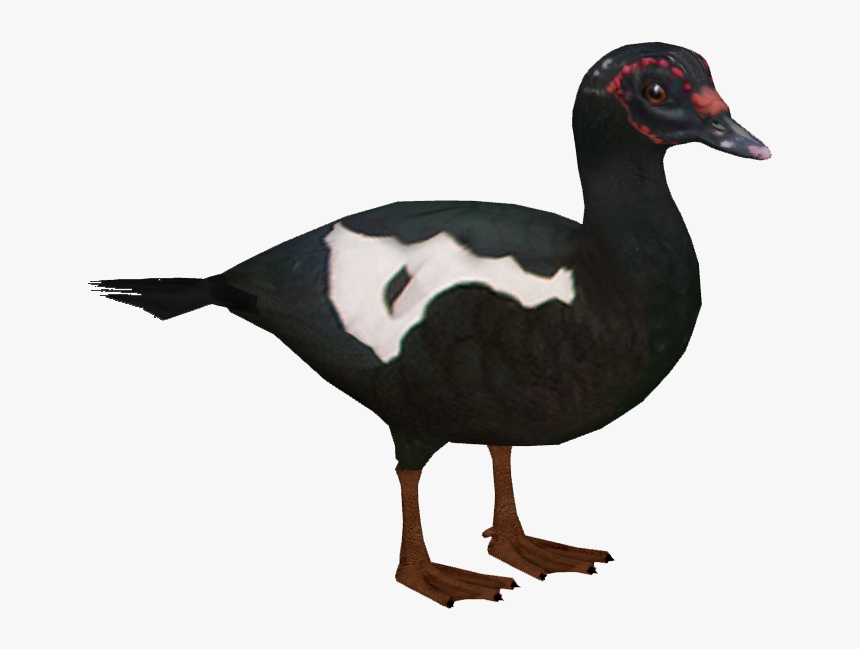 Muscovy Duck F - Muscovy Duck No Background, HD Png Download, Free Download