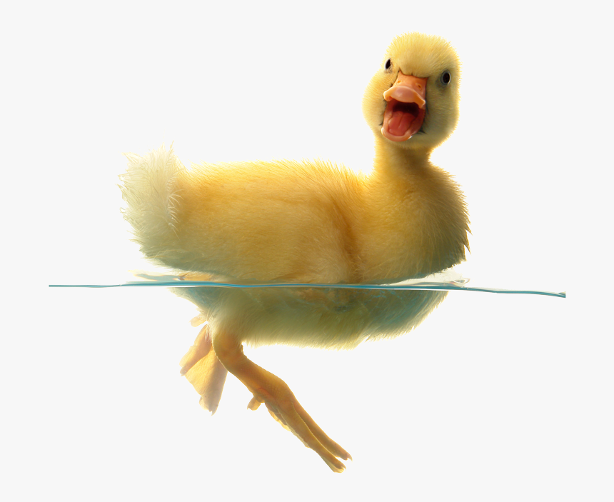 Duck Png Transparent Free Images - Transparent Background Duck, Png Download, Free Download