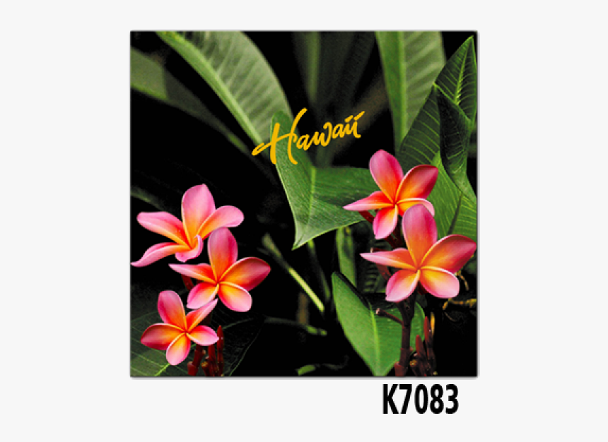 Souvenir Trivet Plumeria Trivet - Frangipani, HD Png Download, Free Download