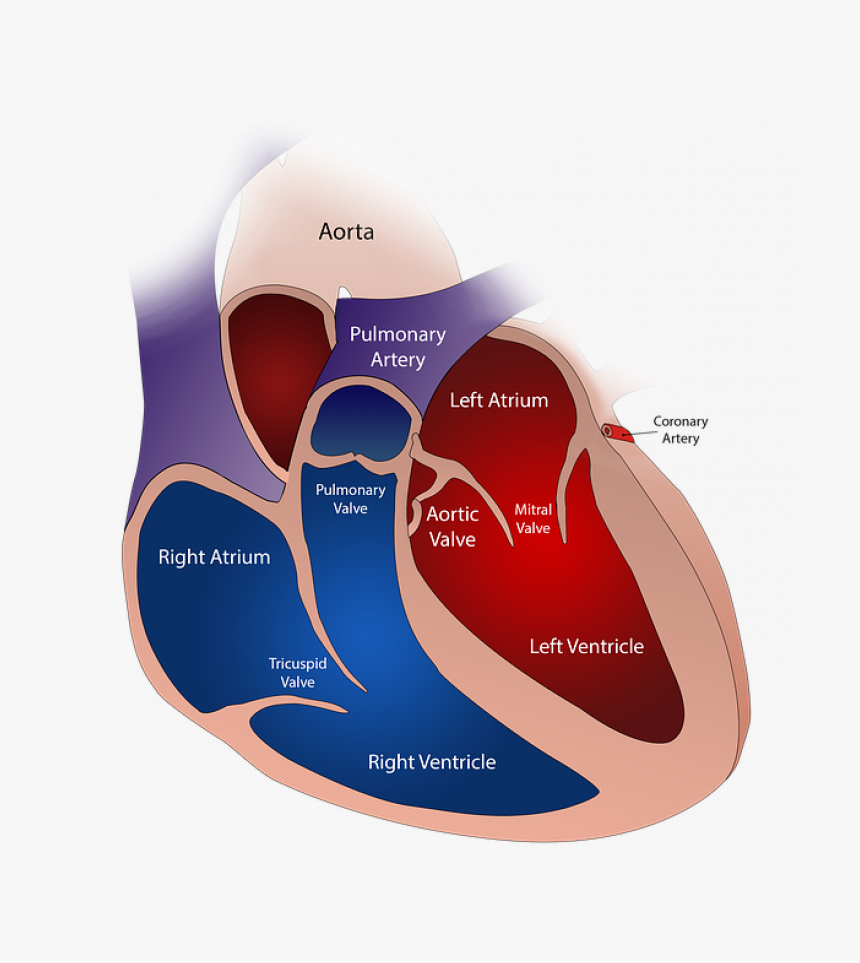 New "fresh - Bicuspid Valve And Mitral Valve, HD Png Download, Free Download