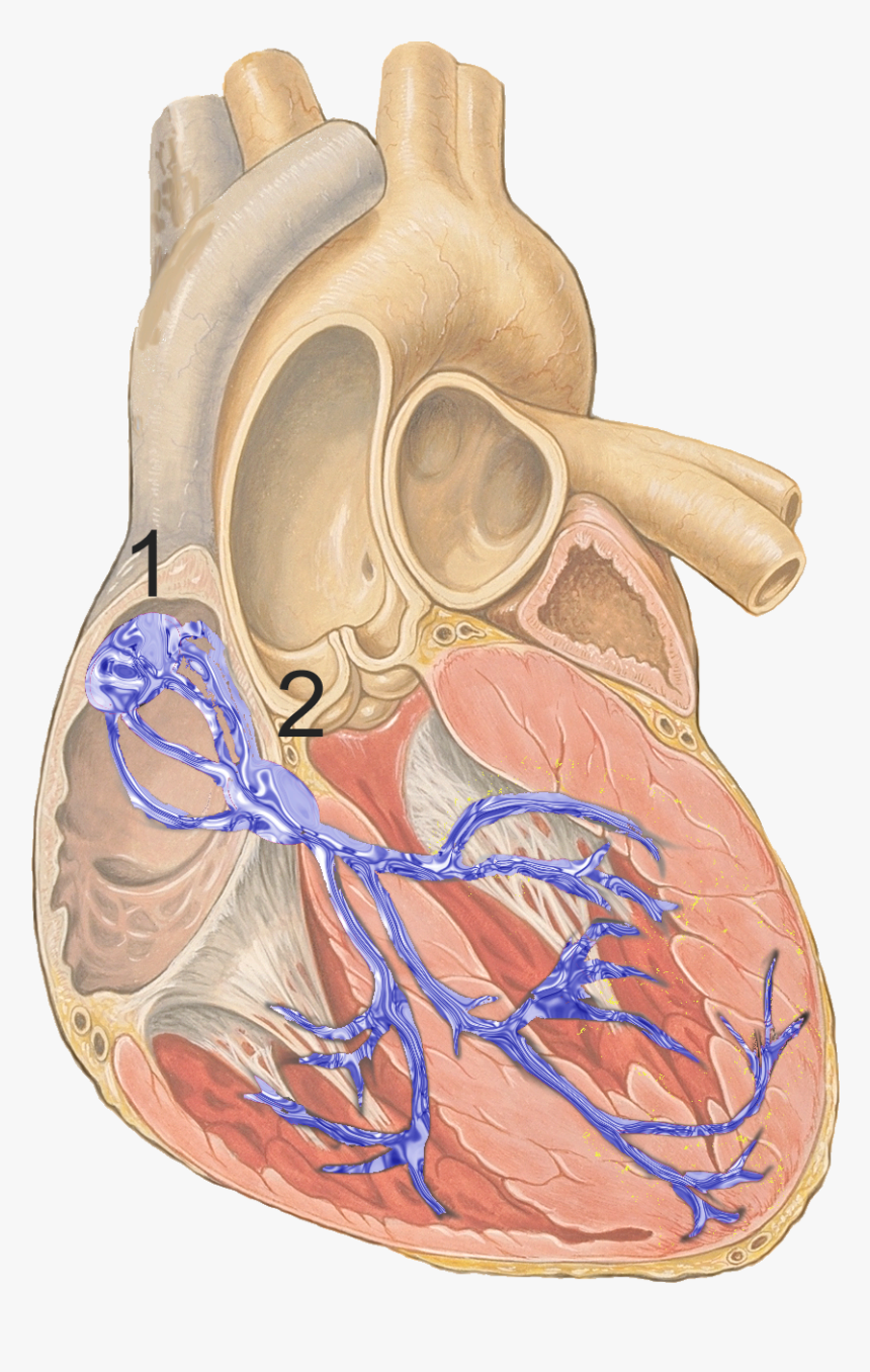 Conduction System Of The Heart, HD Png Download, Free Download