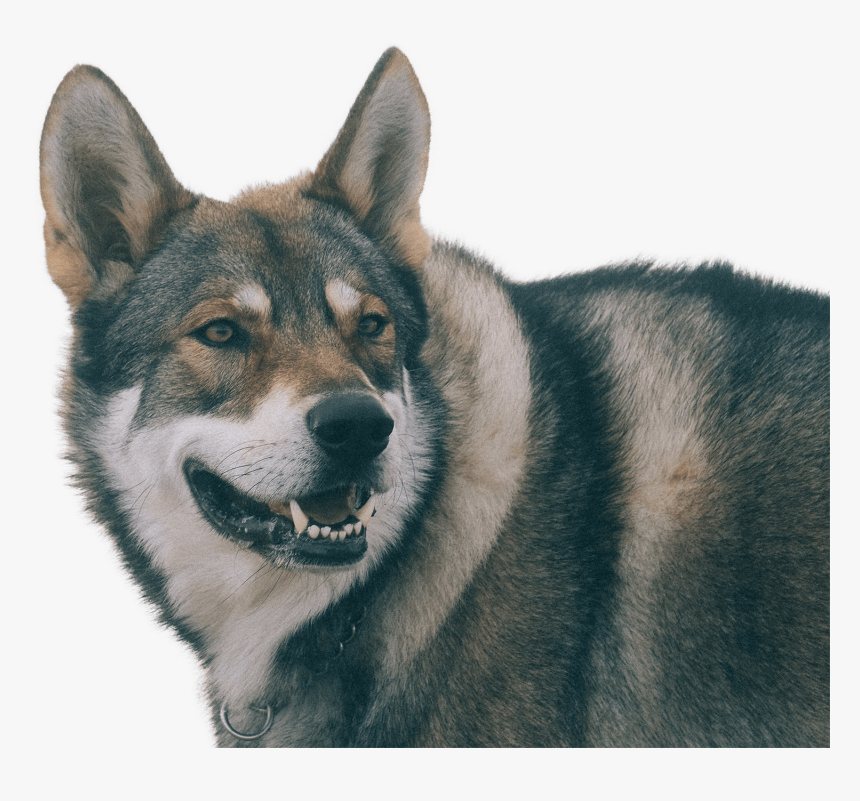 Dog Yawns, HD Png Download, Free Download