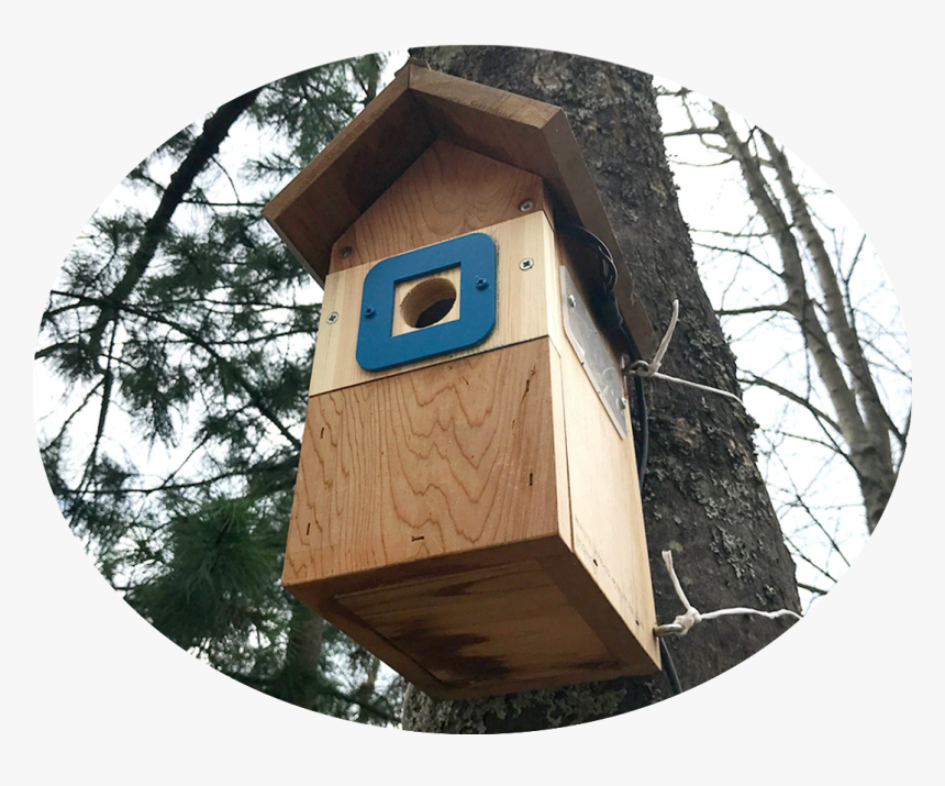 A Birdhouse Colonised By Blue Tits On The Edge Of The - Outhouse, HD Png Download, Free Download