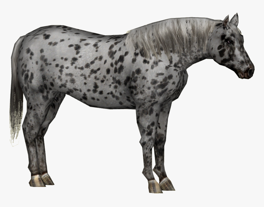 Appaloosa Horse 3 - Appaloosa Horse Png Transparent, Png Download, Free Download