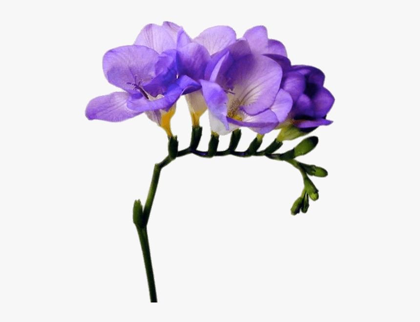 Purple-freesia - Purple Freesia, HD Png Download, Free Download