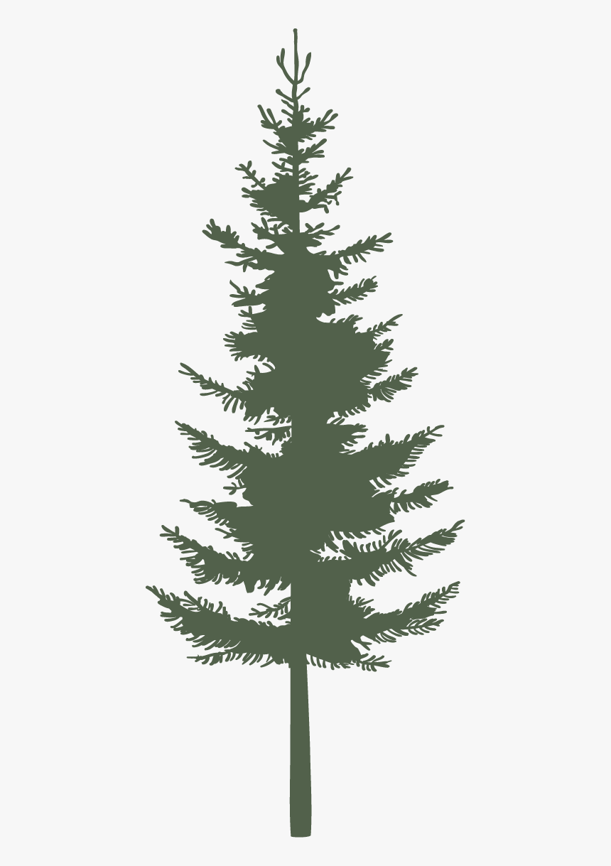 Single Pine - Green - Western Yellow Pine, HD Png Download, Free Download