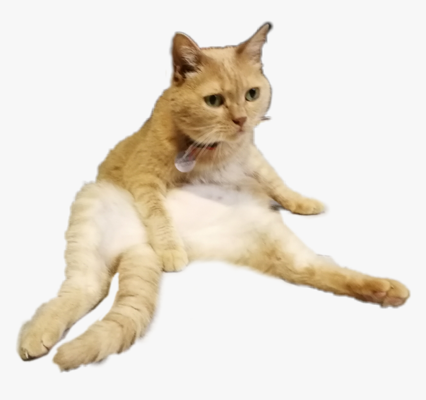 Transparent Lazy Cat Clipart, HD Png Download, Free Download