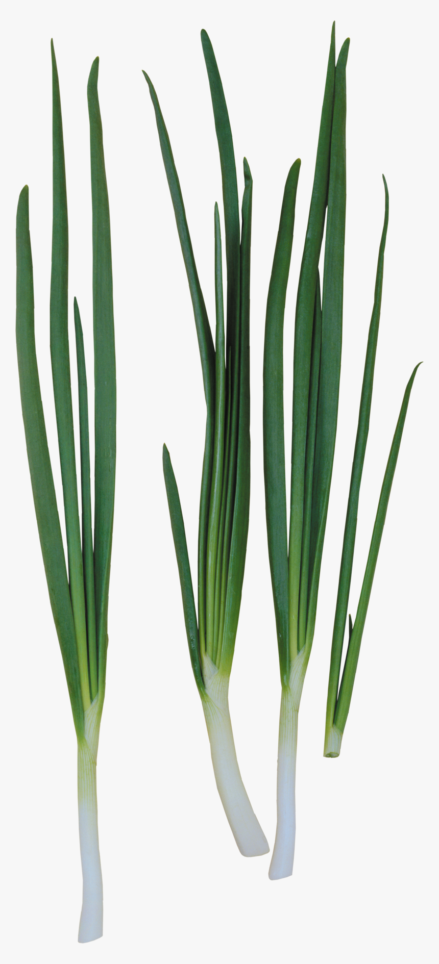 Transparent Leeks Clipart, HD Png Download, Free Download