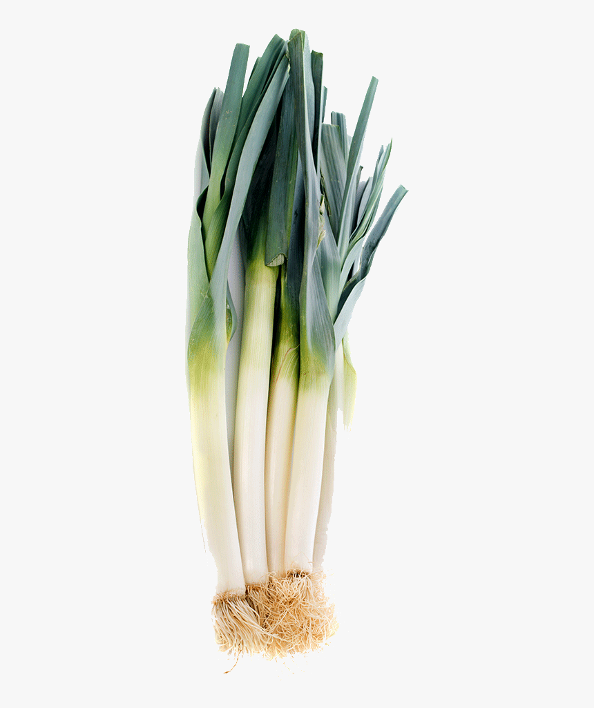 Welsh Onion, HD Png Download, Free Download