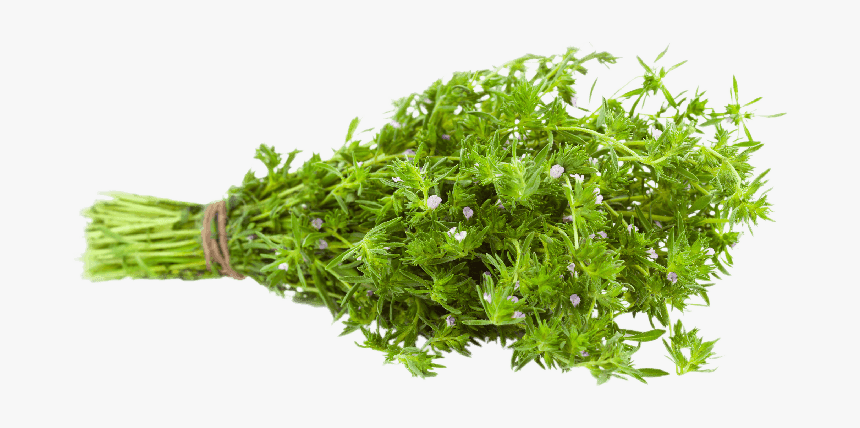 Common Thyme, Garden Thyme Or Farigoule Thyme - Grass, HD Png Download, Free Download