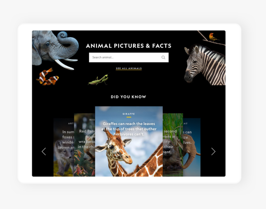 04-animals1 - Zebra, HD Png Download, Free Download