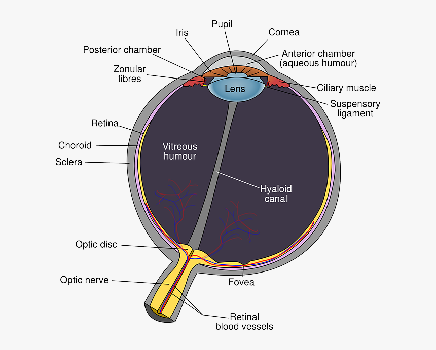 Diagram Of The Eye, HD Png Download, Free Download
