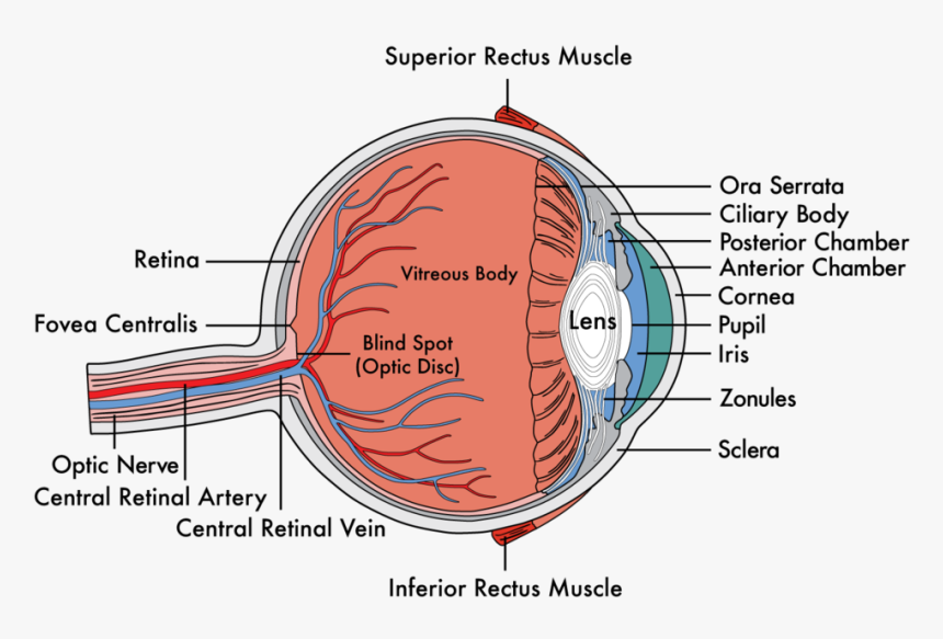 Cataracts Okc Ophthalmologist Okc Eyecare Okc Optical - Human Eye Diagram, HD Png Download, Free Download