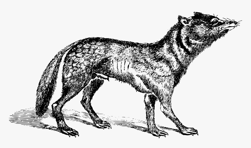 Japanese Wolf , Png Download - Lobo Japonês, Transparent Png, Free Download