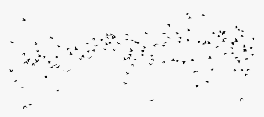 Flock, HD Png Download, Free Download