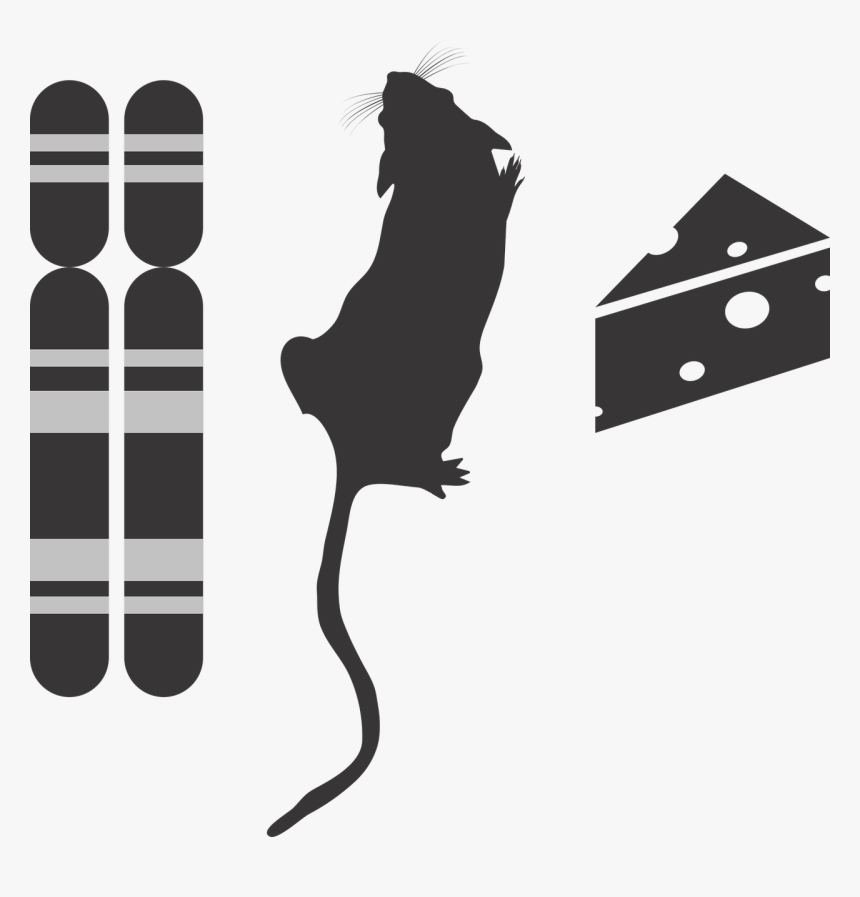 Genotype Phenotype Environment Icon G2p Genotype Free - Silhouette Rat Top View, HD Png Download, Free Download