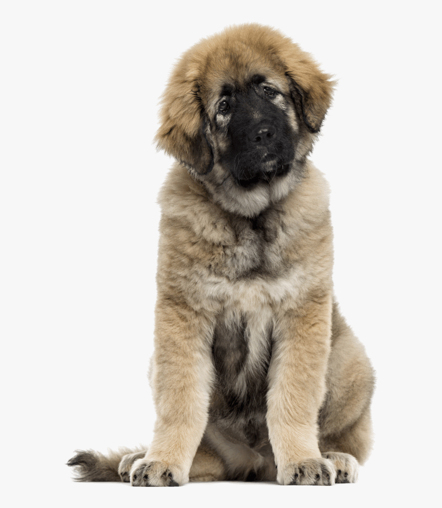 Caucasian Shepherd Png, Transparent Png, Free Download