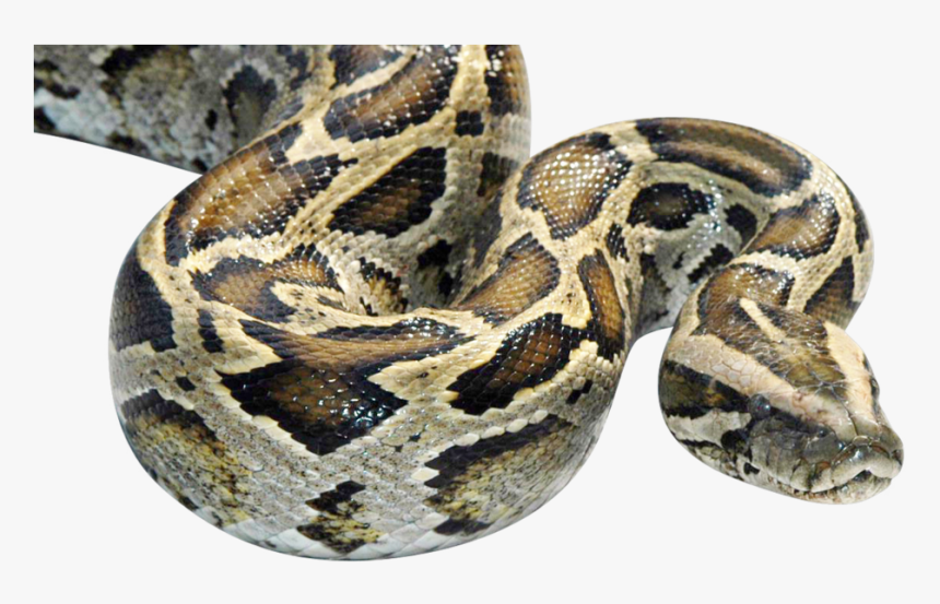 Burmese Python Snake, HD Png Download, Free Download