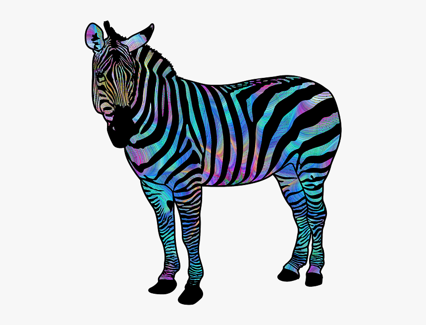 Zebra, HD Png Download, Free Download