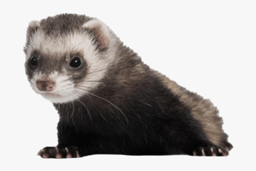 Ferret Png Transparent, Png Download, Free Download