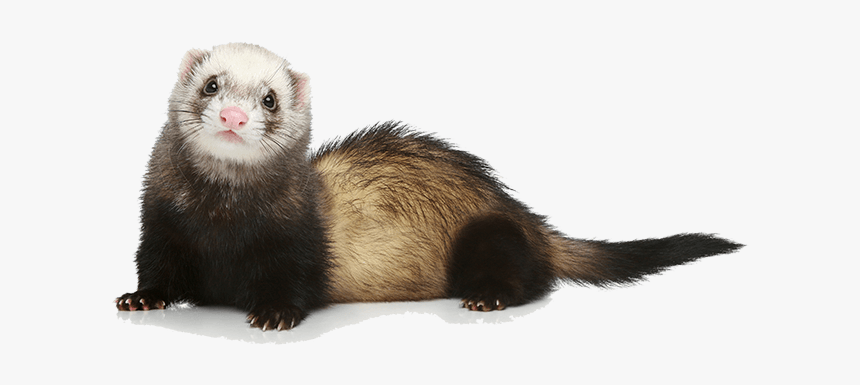 Ferret Make Good Pet - Ferret Png, Transparent Png, Free Download