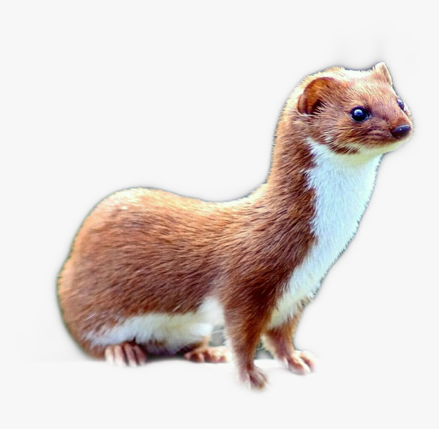 #weasel - Mustela Nivalis, HD Png Download, Free Download