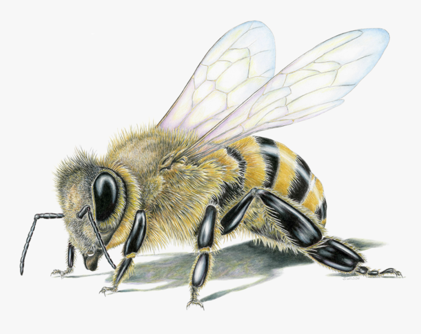 Honey Bee Limited-edition Print - Drawing Of A Bee, HD Png Download, Free Download