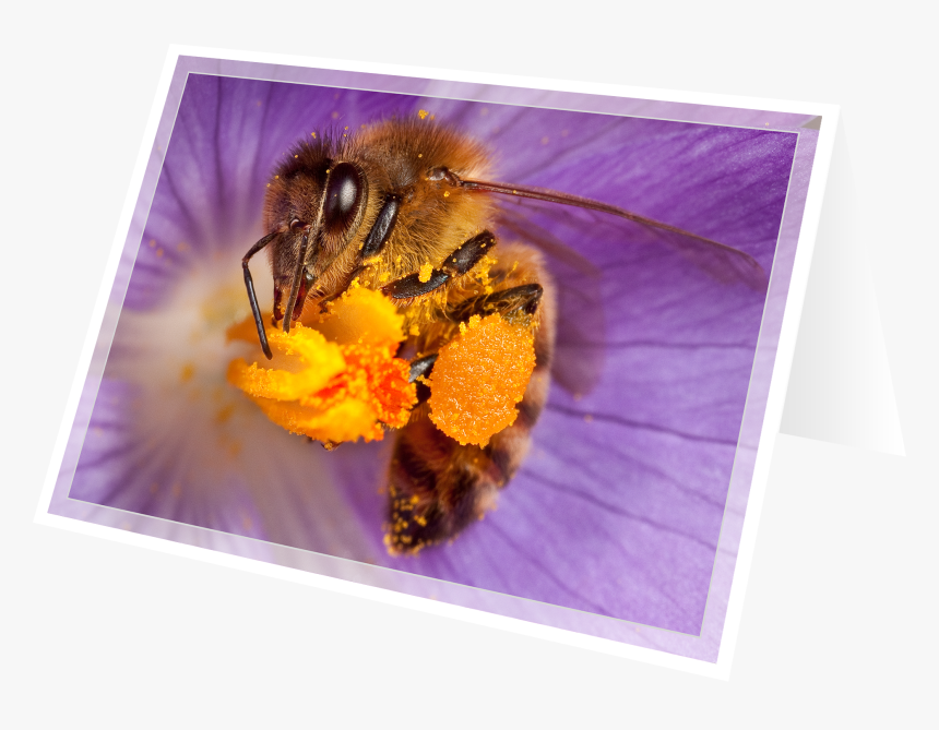 Honeybee, HD Png Download, Free Download