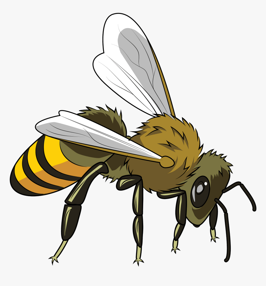 Honeybee, HD Png Download, Free Download