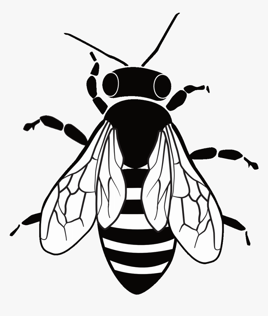 Honeybee , Png Download - Honeybee, Transparent Png, Free Download