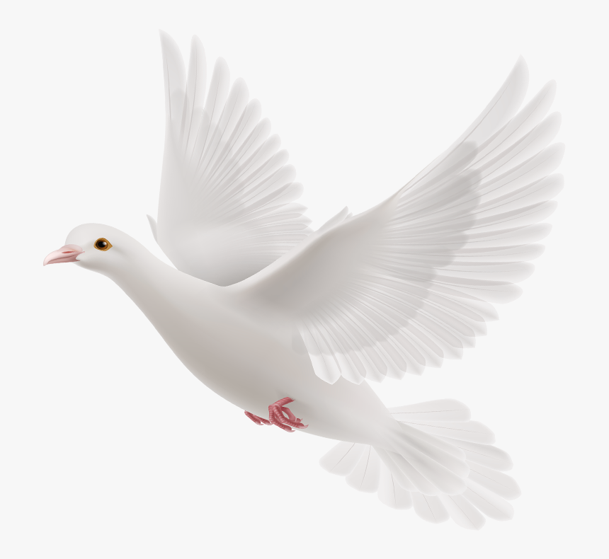 Gods Doves Png - Portable Network Graphics, Transparent Png, Free Download