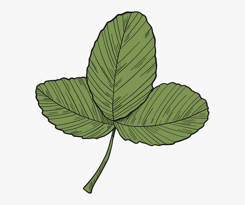 Slippery Elm, HD Png Download, Free Download
