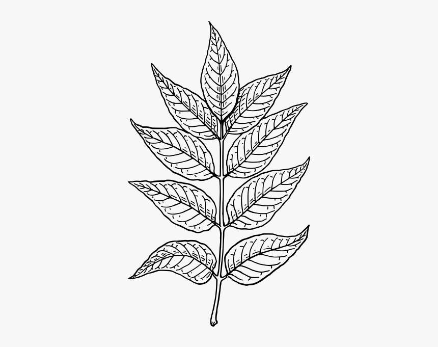 Ash Leaves - Neem Leaf Pencil Drawing, HD Png Download, Free Download