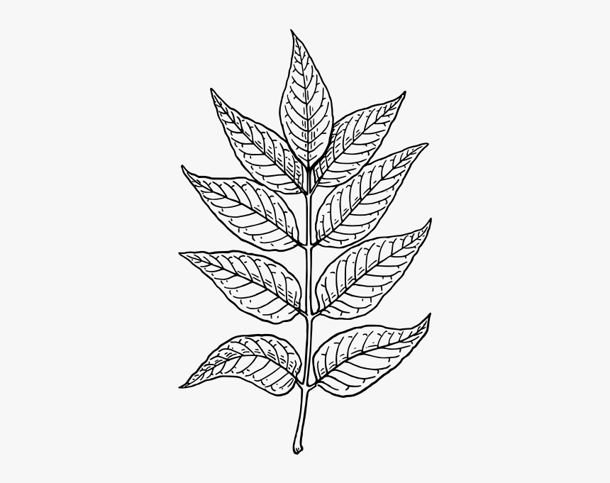 Лист ясеня рисунок