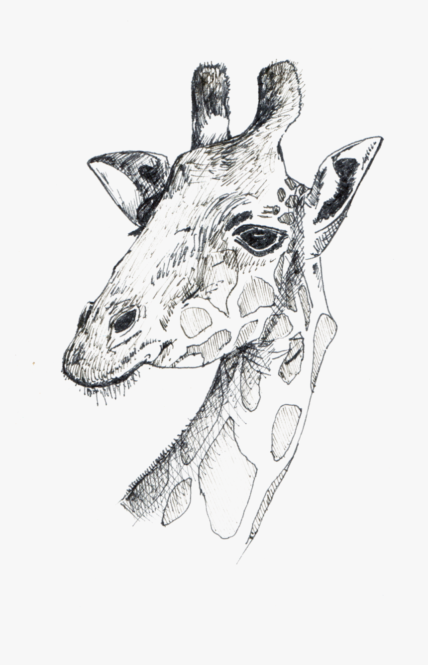 Giraffe, HD Png Download, Free Download