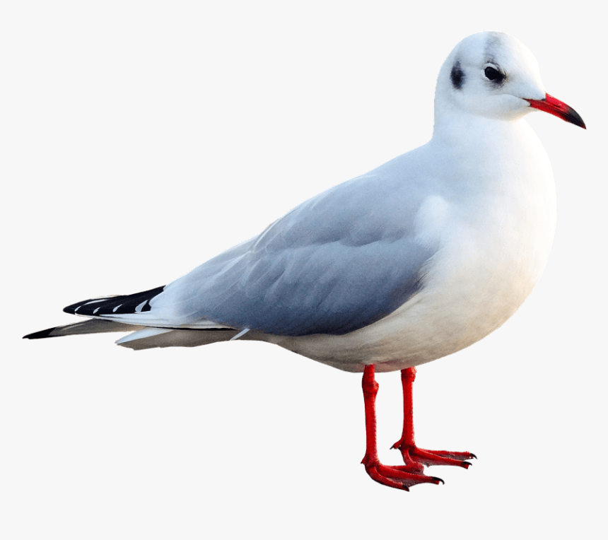 Mouette En Png, Transparent Png, Free Download