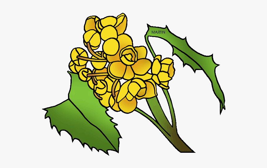 Grape Transparent Oregon - Draw The Oregon State Flower, HD Png Download, Free Download