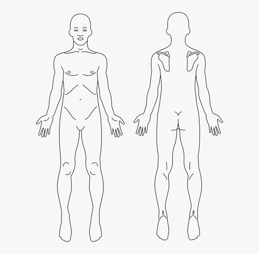 Male Anatomy Front And Back Line Art - Front And Back Diagram Of Human Body, HD Png Download, Free Download