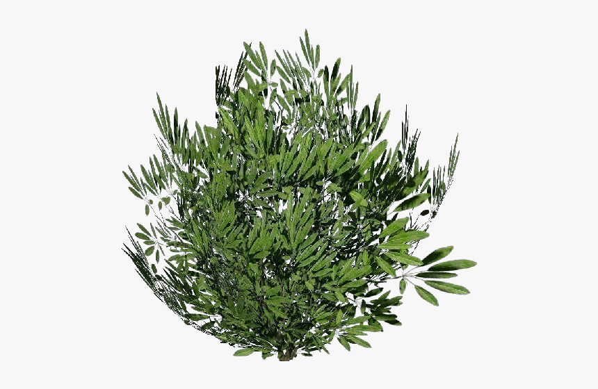 Arbusto 3d - Oleandro - Acca Software - Oleanders Plant Png, Transparent Png, Free Download