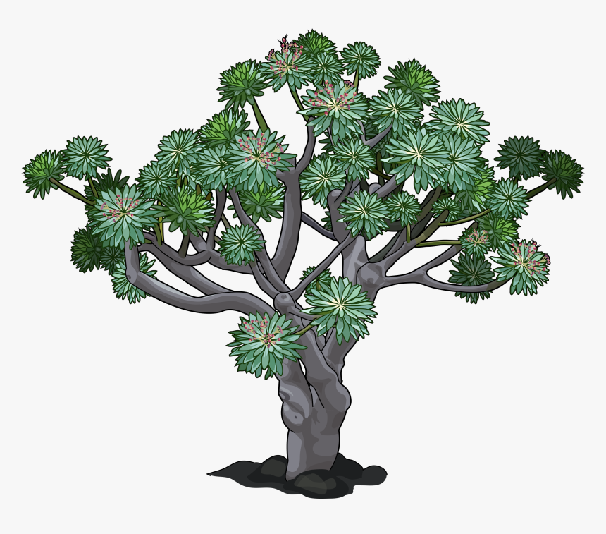 Tabaiba Dulce, HD Png Download, Free Download
