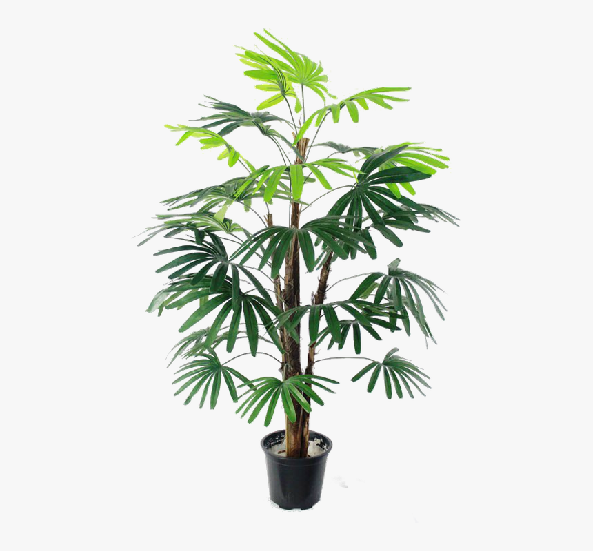 Houseplant, HD Png Download, Free Download
