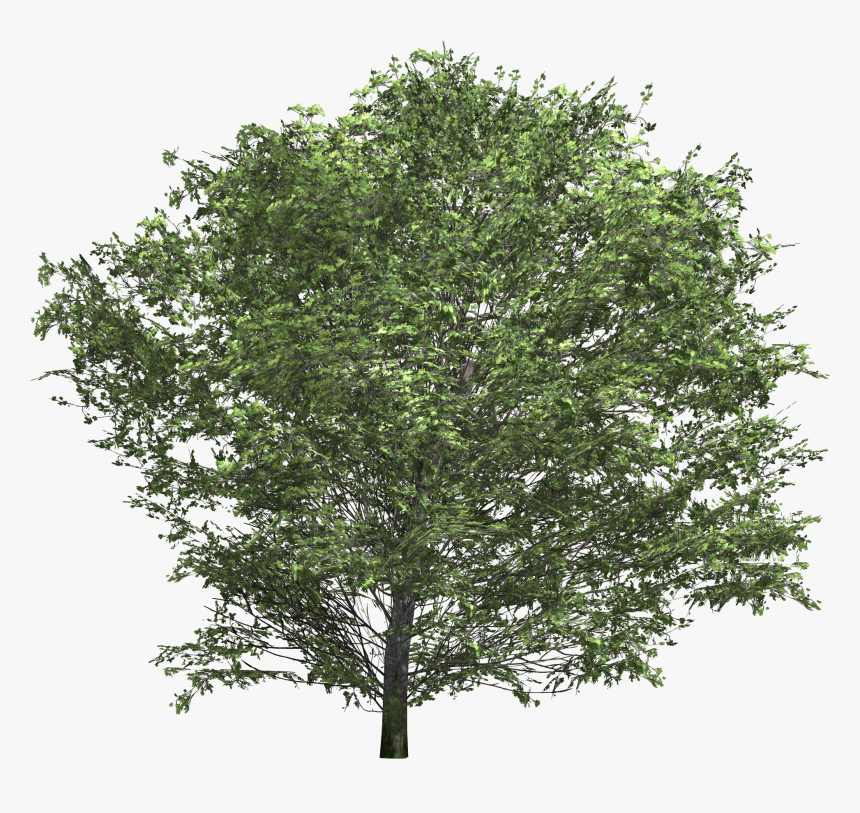 [​img] - Mango Tree Hd Png, Transparent Png, Free Download