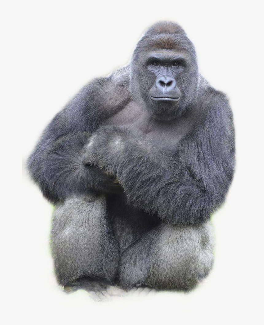 #harambe #freetoedit, HD Png Download, Free Download