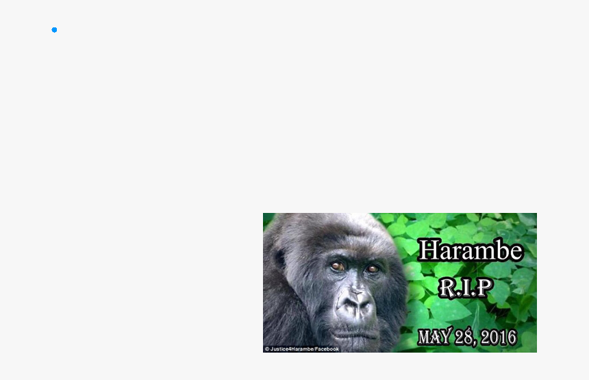 Harambe Death Meme, HD Png Download, Free Download