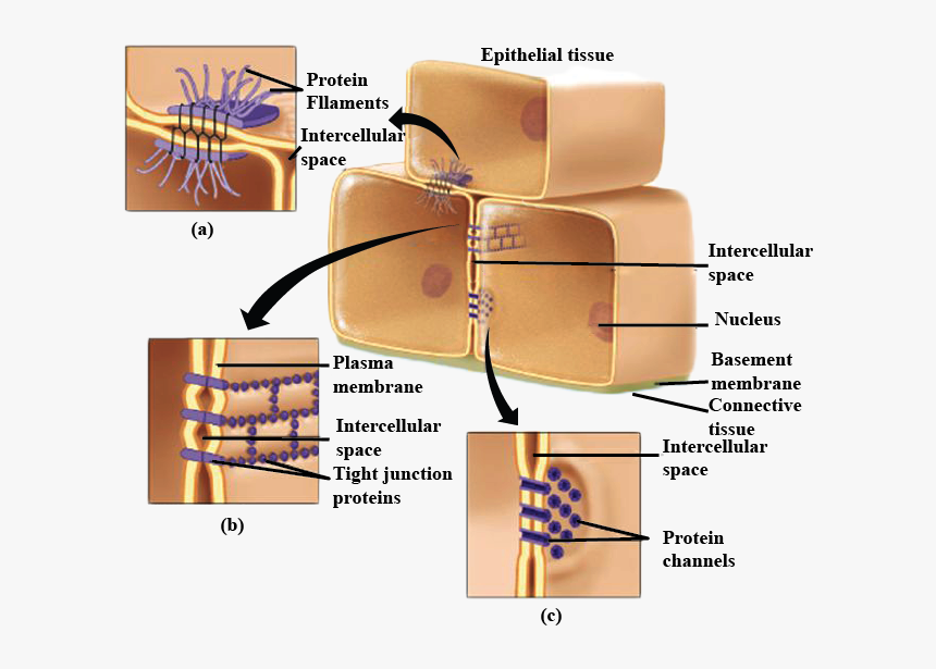 Cell Membrane Png, Transparent Png, Free Download