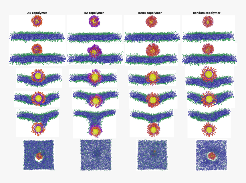 Np Passes Throug Cell Membrane - Motif, HD Png Download, Free Download