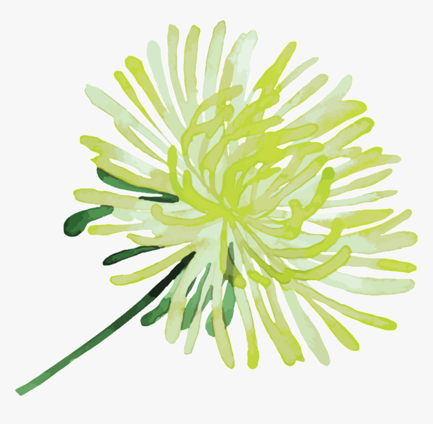 Elegant Yellow White Flowers Hand Painted Chrysanthemum - White Pine, HD Png Download, Free Download