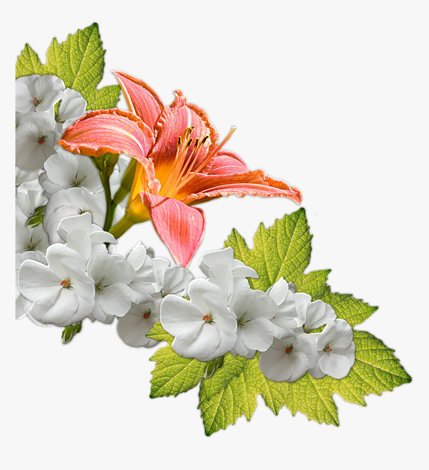 Fiori Transparent, HD Png Download - kindpng