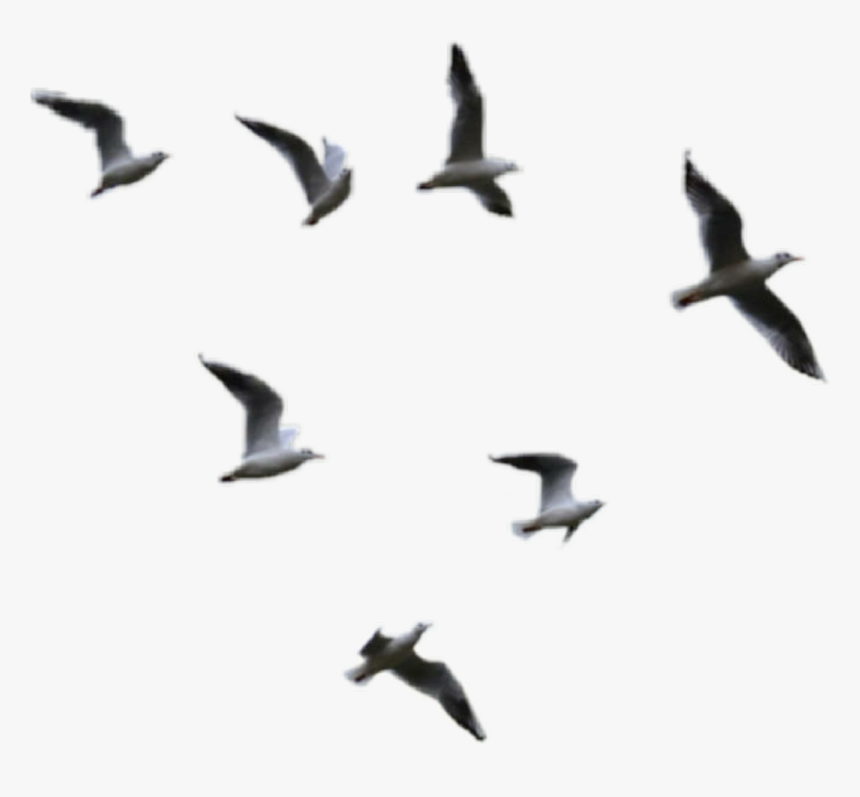 Transparent Birds Flying Png Clipart , Png Download - Transparent Flying Birds Png, Png Download, Free Download